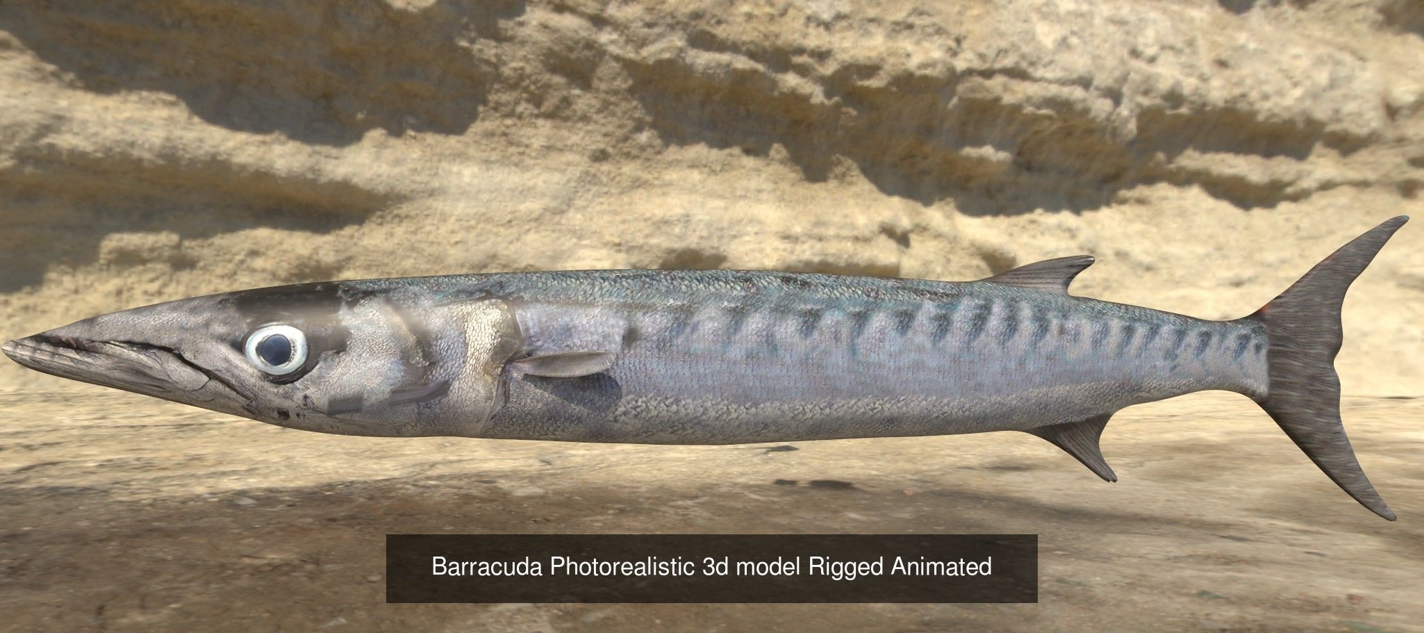 11 Fishes 3D Model Collection_2