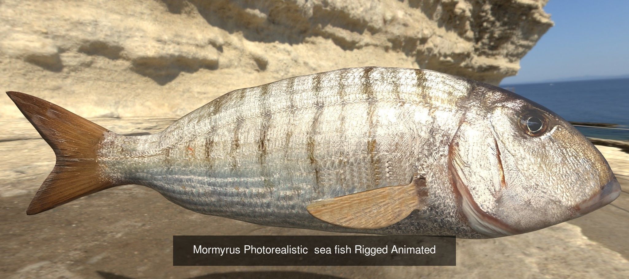 11 Fishes 3D Model Collection_3