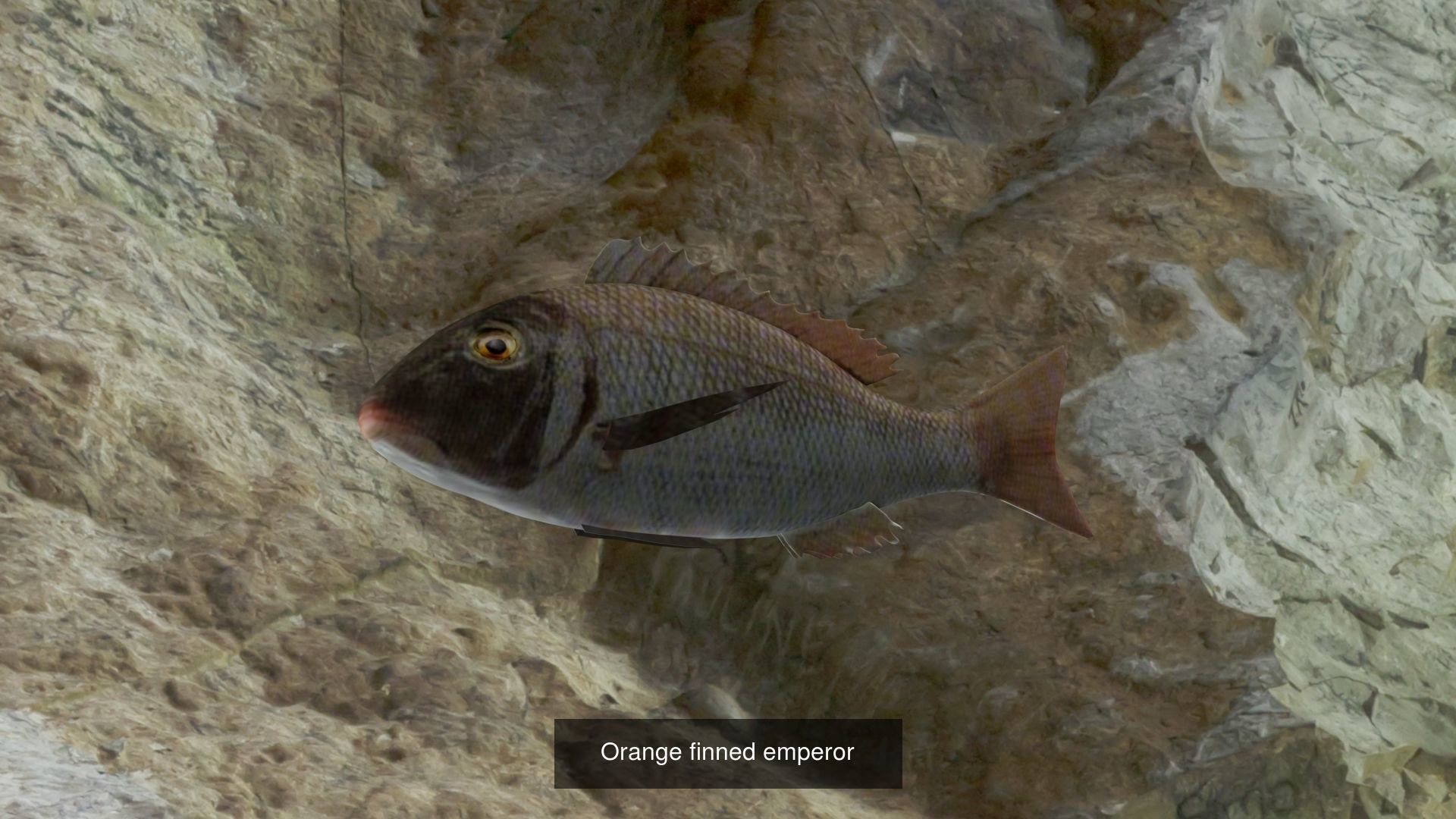 11 Fishes 3D Model Collection_6