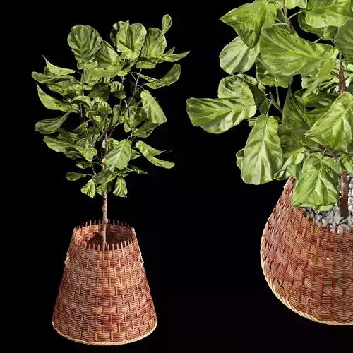 Plant Indoor Fiddle Leaf Fig03 3D model