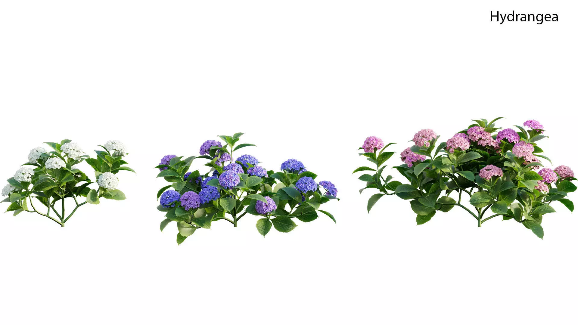Hydrangea flowers 3D model