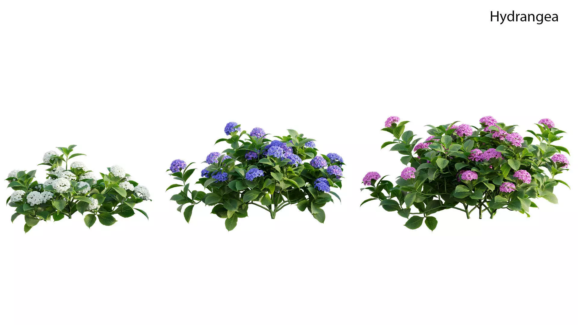 Hydrangea 02 3D model_0