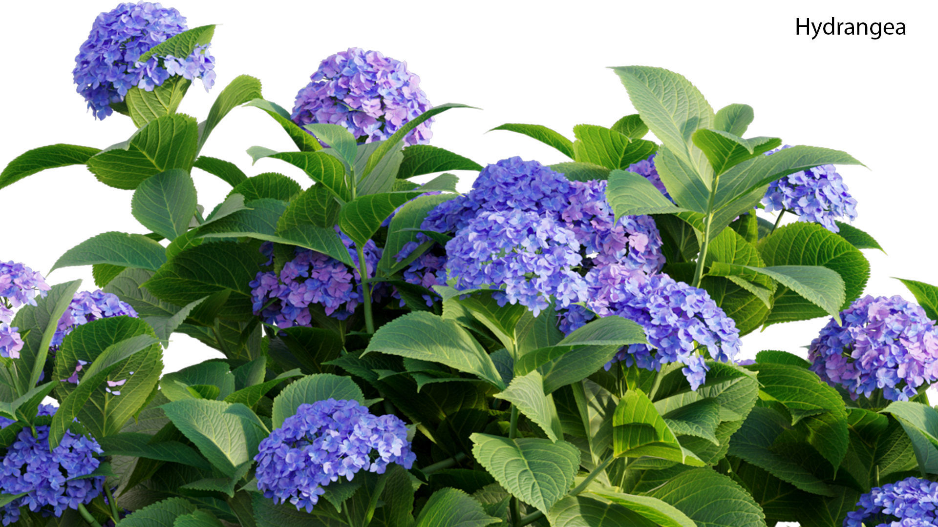Hydrangea 02 3D model_2