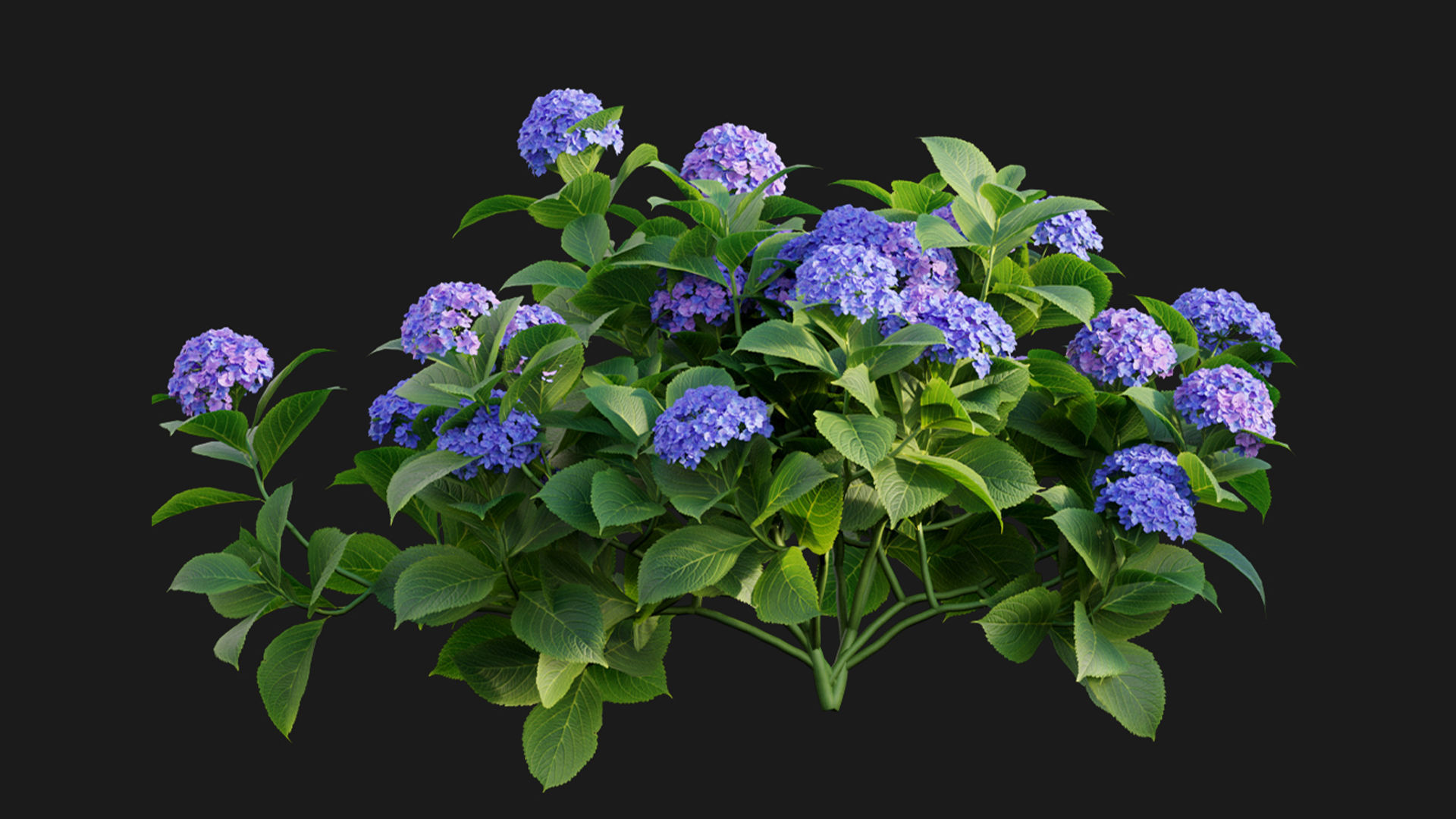 Hydrangea 02 3D model_4
