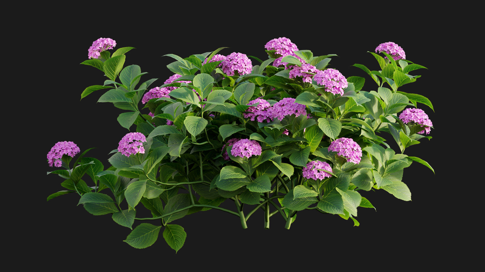 Hydrangea 02 3D model_5
