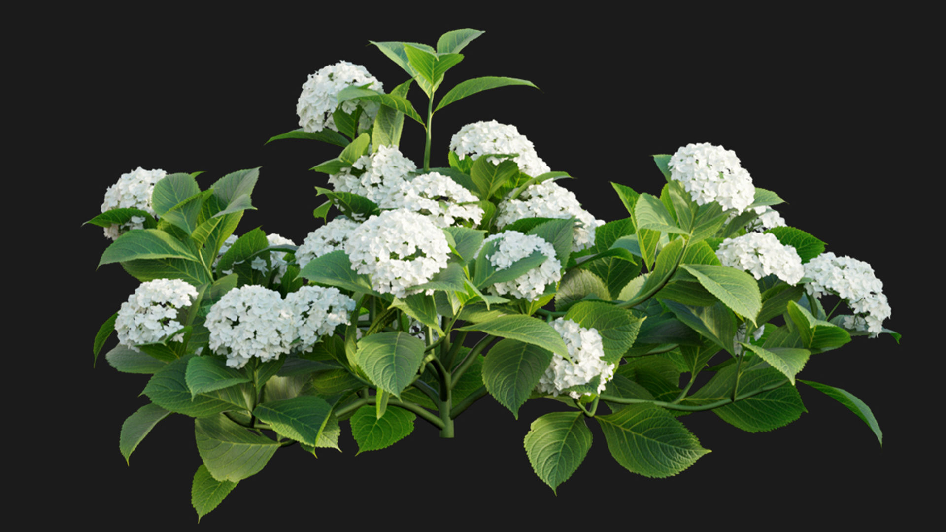 Hydrangea 02 3D model_3