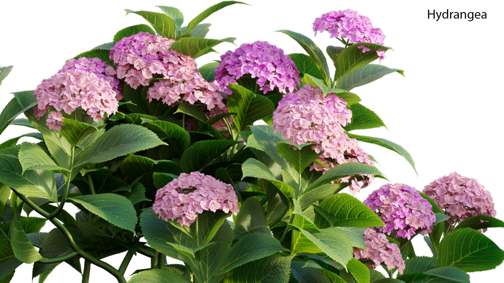 Hydrangea 02 3D model_1