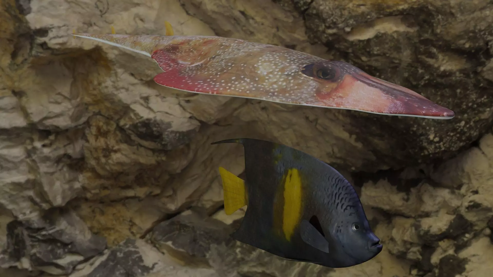 Fishes angelfish in ocean 3D Model Collection_0
