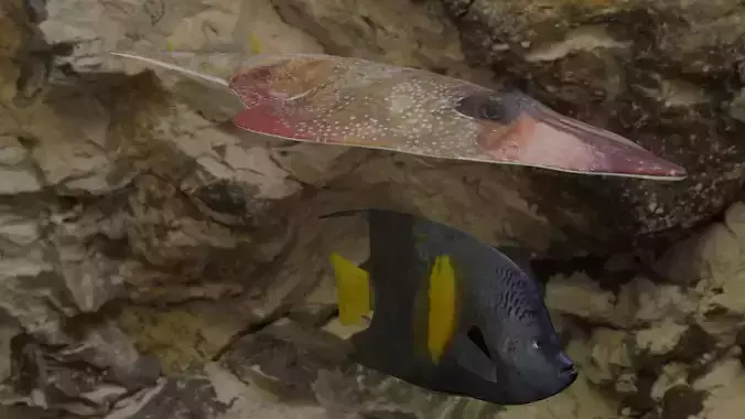 Fishes angelfish in ocean 3D Model Collection Fishes angelfish in ocean 3D Model Collection