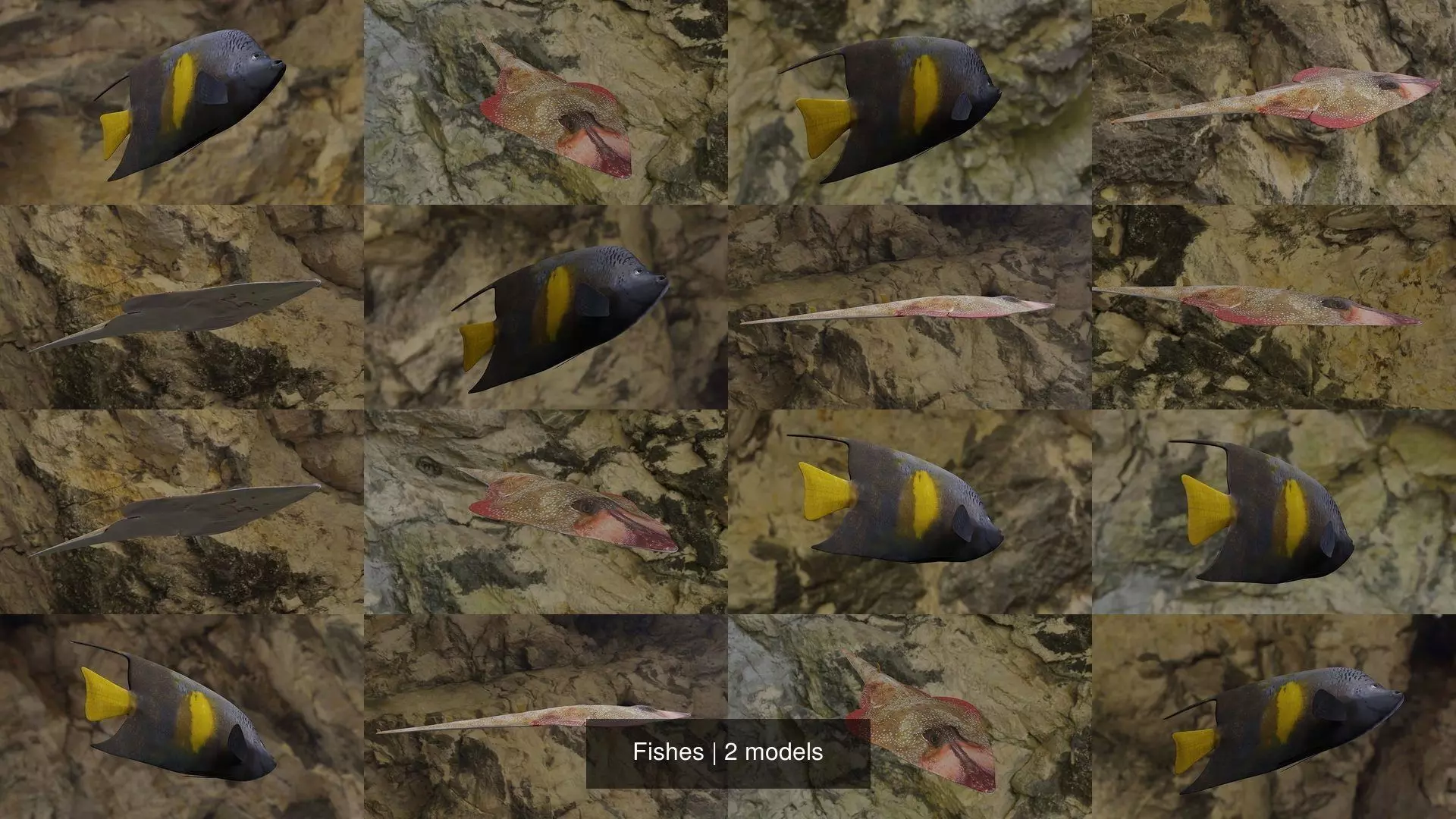 Fishes angelfish in ocean 3D Model Collection_1