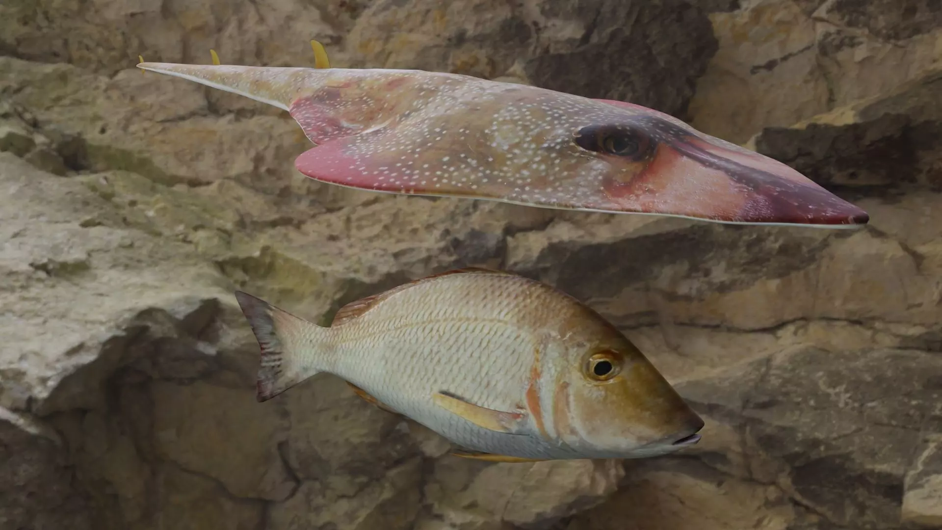 Fishes fish in virtual world 3D Model Collection_0