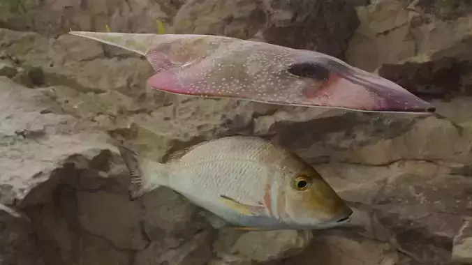 Fishes fish in virtual world 3D Model Collection Fishes fish in virtual world 3D Model Collection