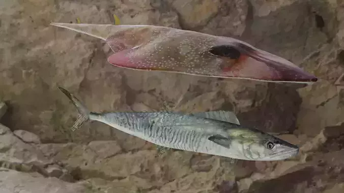 Fishes shark and stingray 3D Model Collection