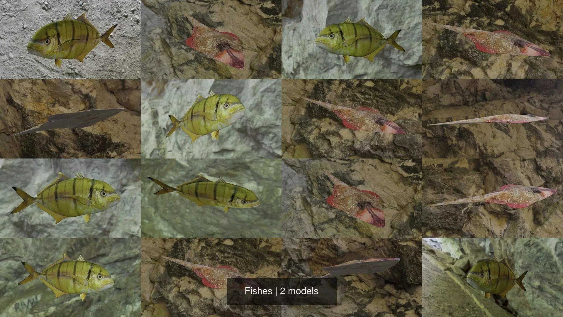 Fishes fish 3D Model Collection_1