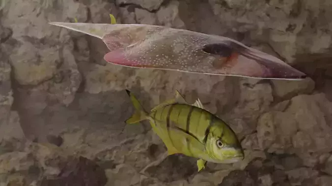 Fishes fish 3D Model Collection Fishes fish 3D Model Collection
