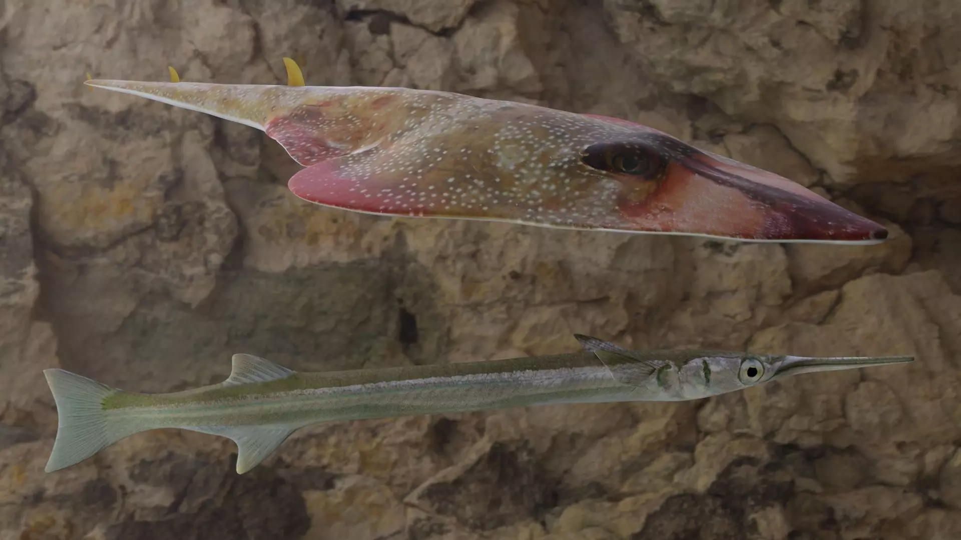 Fishes shark and stingray 3D Model Collection_0
