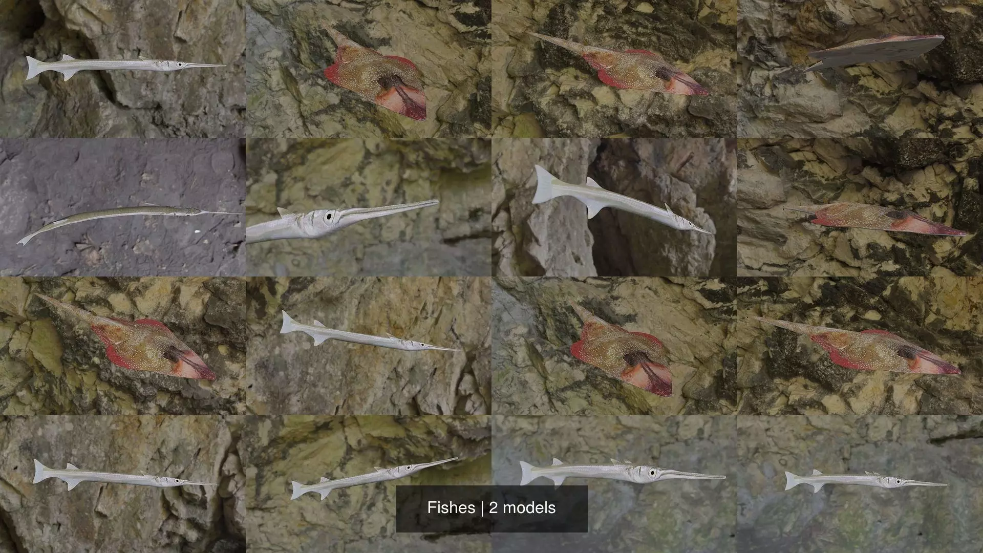 Fishes shark and stingray 3D Model Collection_2