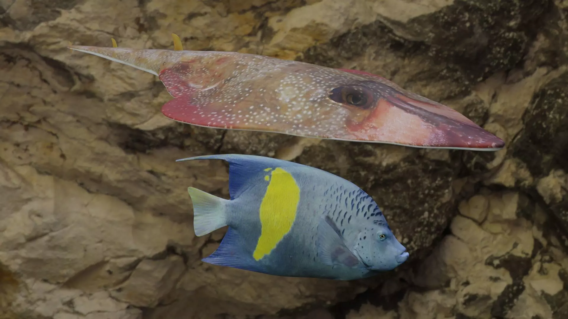 Fishes two fish swimming in water 3D Model Collection_0