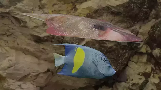 Fishes two fish swimming in water 3D Model Collection Fishes two fish swimming in water 3D Model Collection