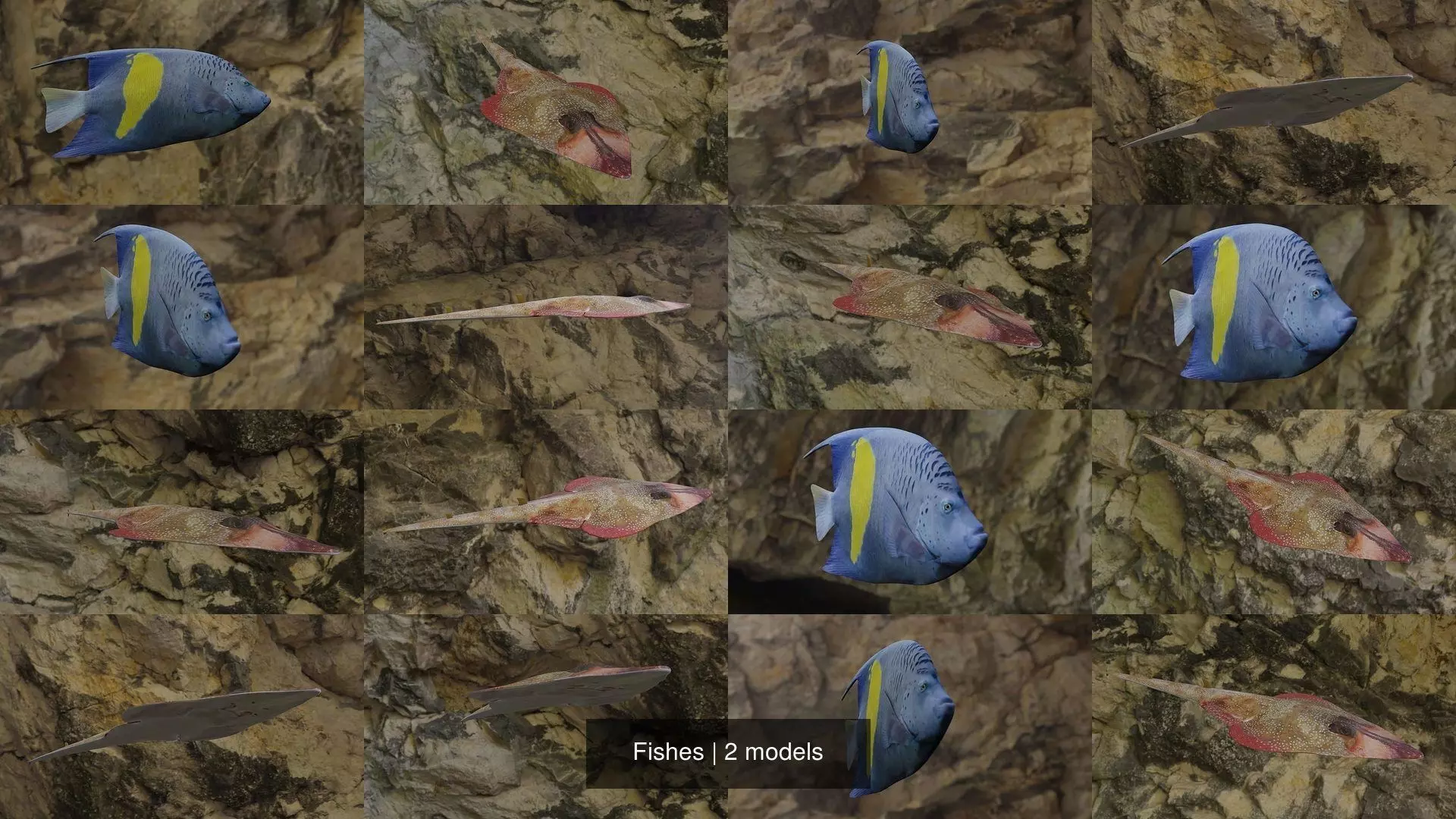Fishes two fish swimming in water 3D Model Collection_1