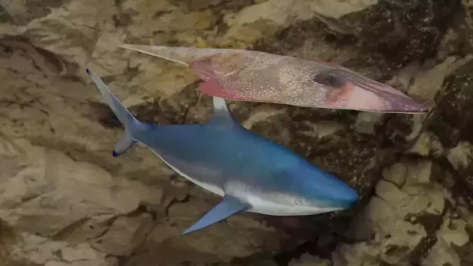 Fishes shark and squid 3D Model Collection Fishes shark and squid 3D Model Collection