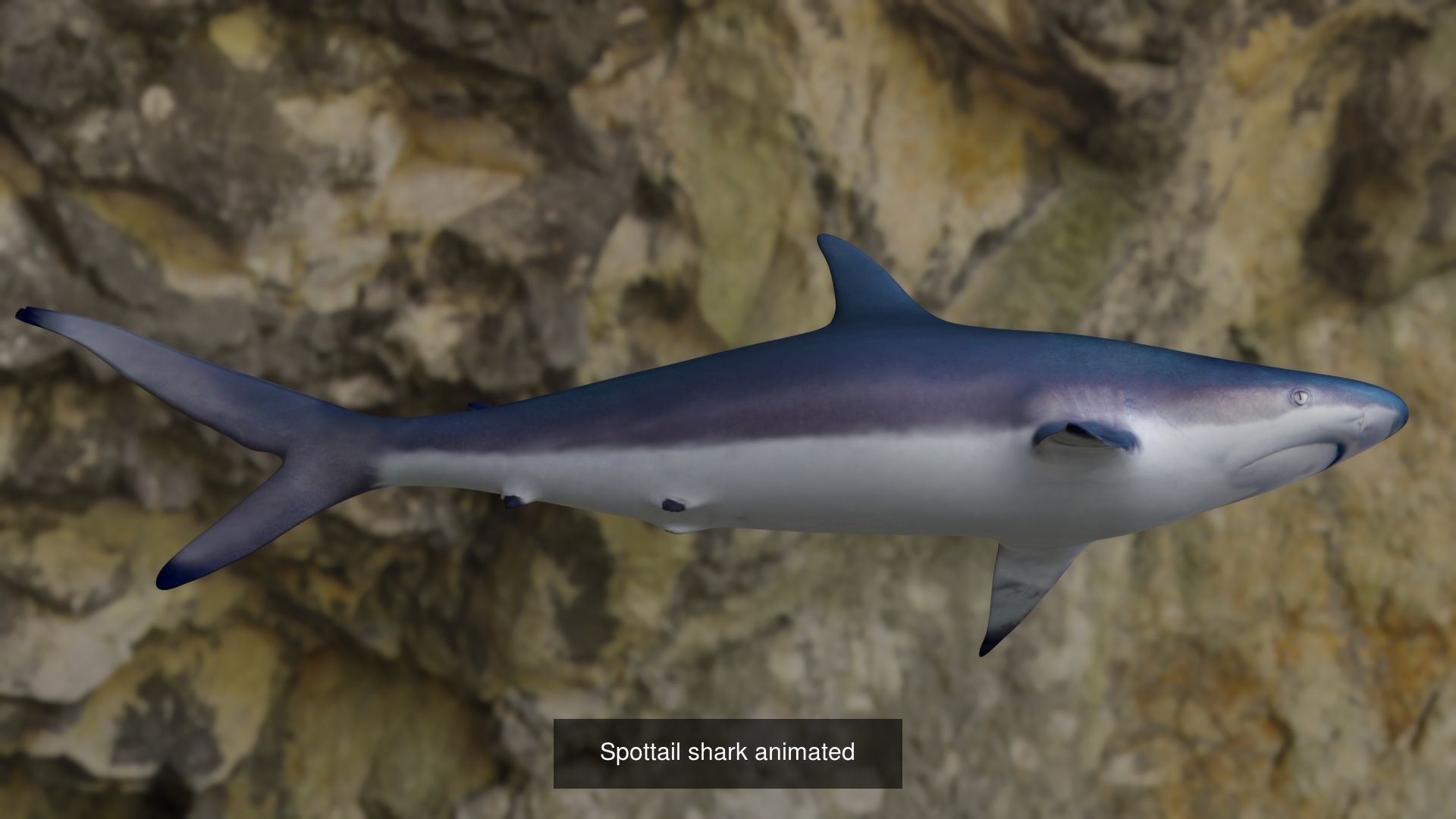 Fishes shark and squid 3D Model Collection_2