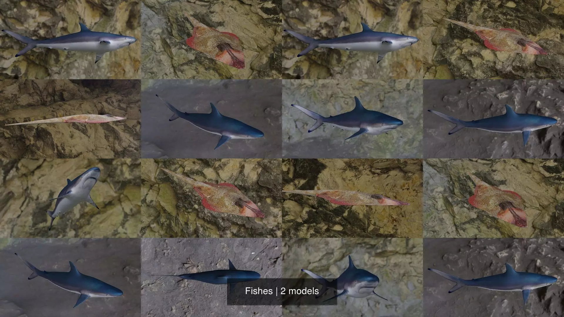 Fishes shark and squid 3D Model Collection_1