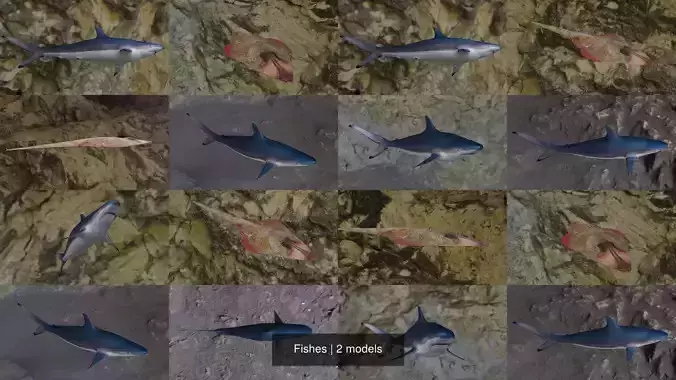 Fishes shark and squid