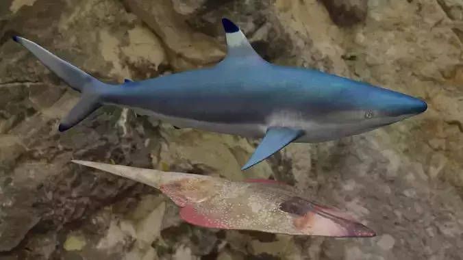 Fishes shark swimming in ocean 3D Model Collection