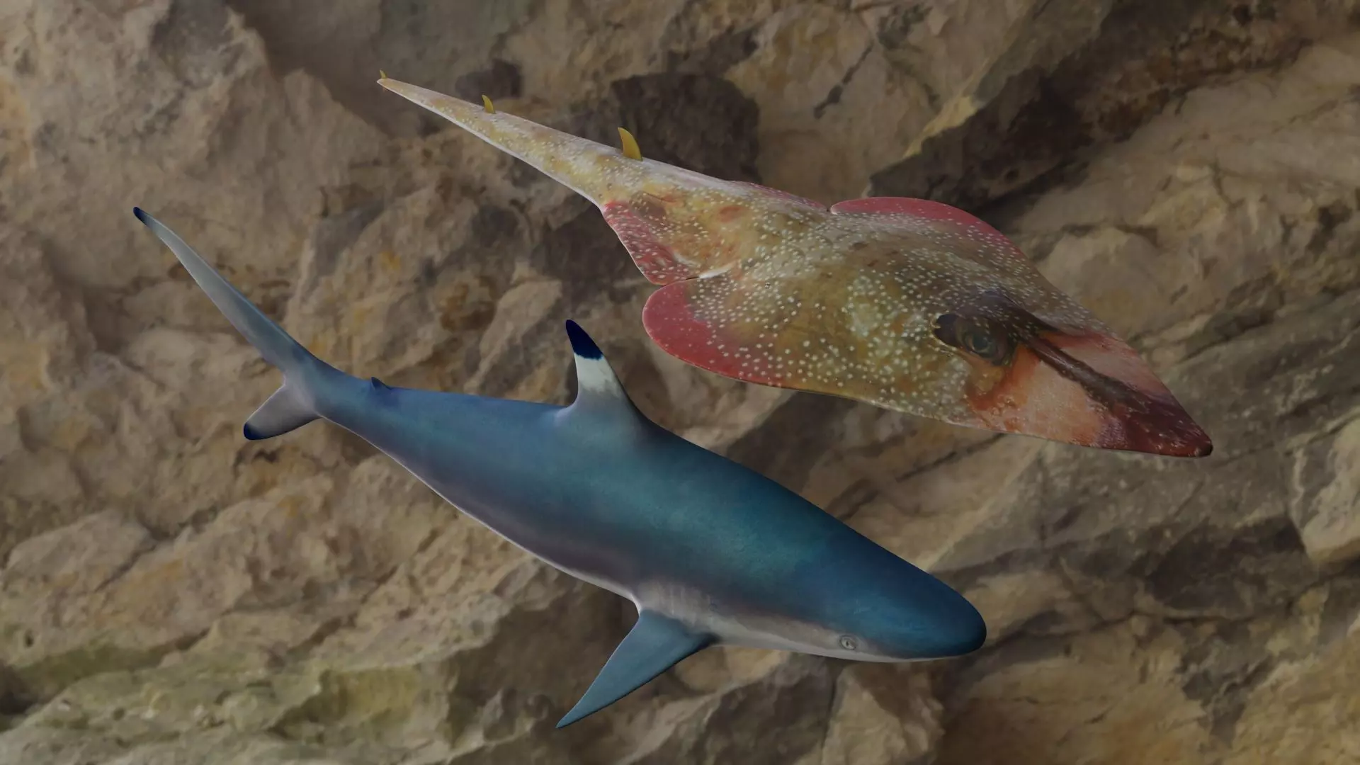 Fishes shark swimming in ocean 3D Model Collection_0