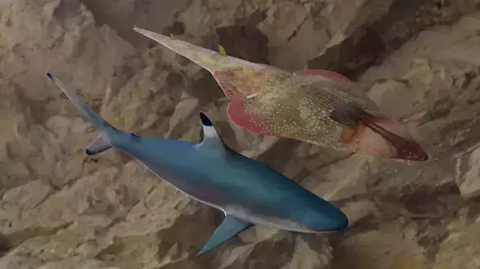 Fishes shark swimming in ocean 3D Model Collection Fishes shark swimming in ocean 3D Model Collection