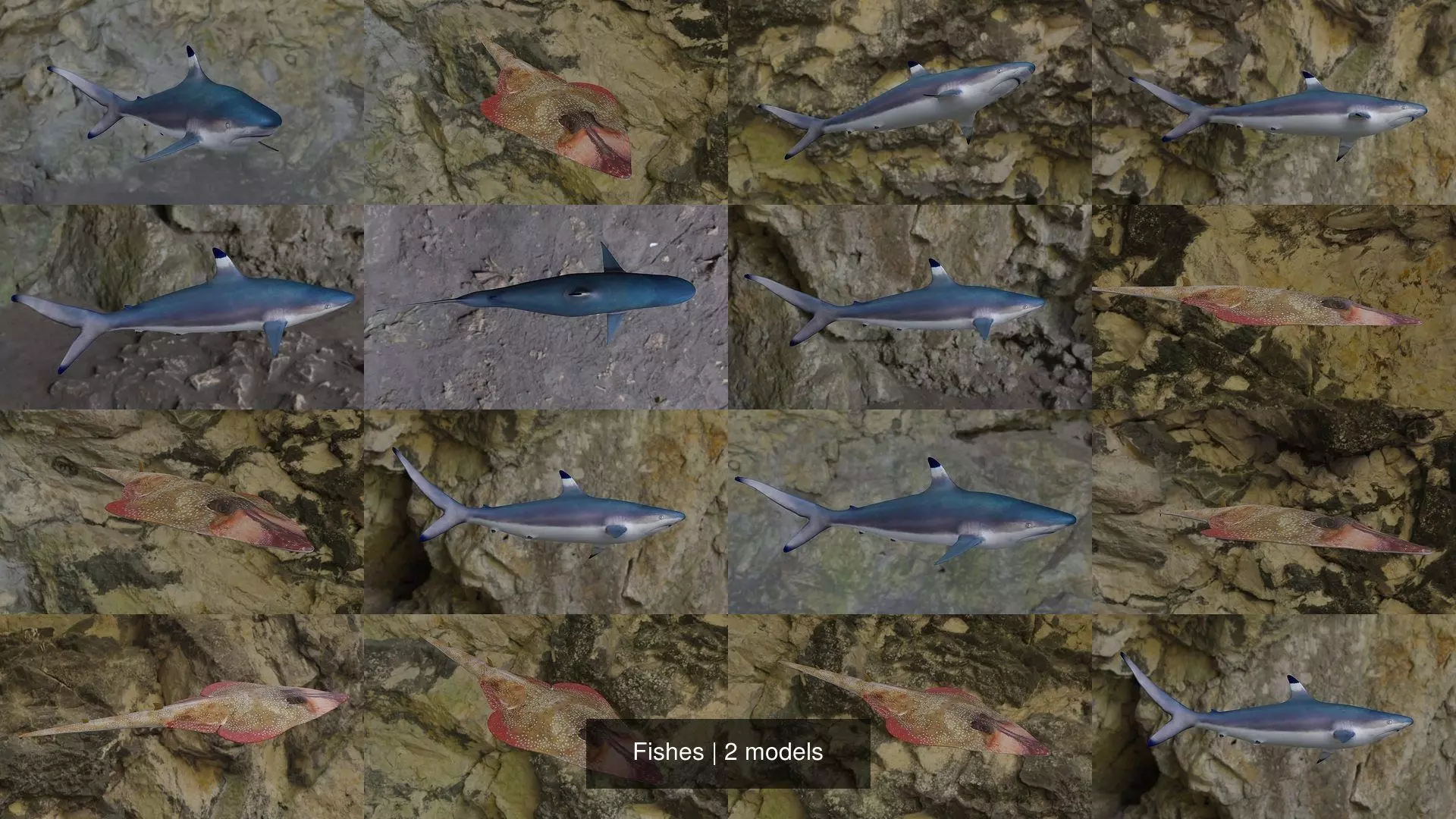 Fishes shark swimming in ocean 3D Model Collection_1