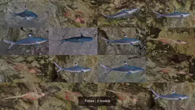 Fishes shark swimming in ocean