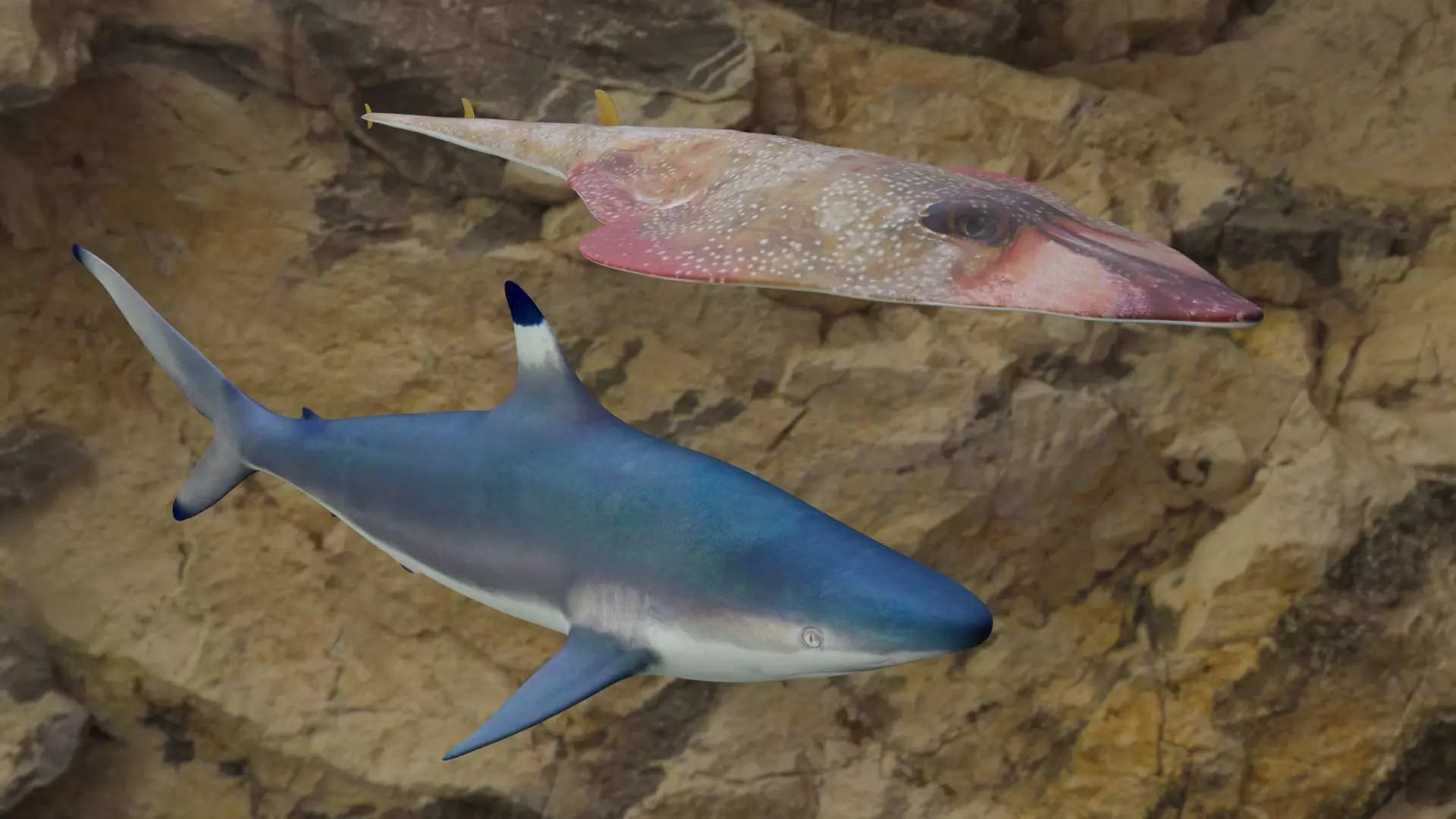 Fishes shark swimming in ocean 3D Model Collection_0