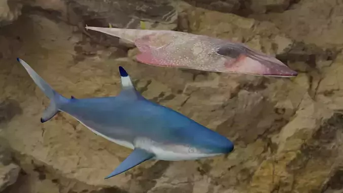 Fishes shark swimming in ocean 3D Model Collection Fishes shark swimming in ocean 3D Model Collection