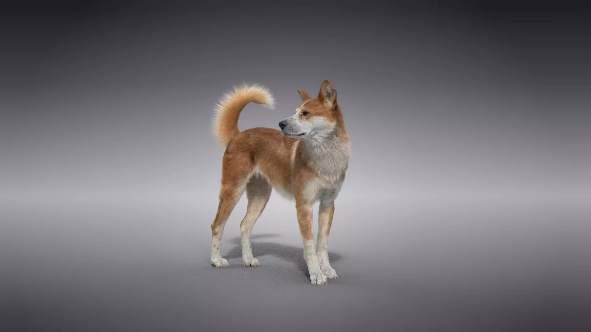 Chinese Rural Dog Animated VFX Grace 3D model_0