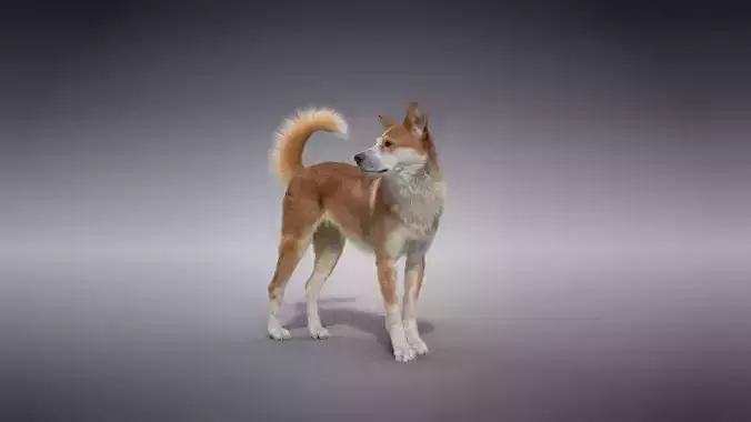 Chinese Rural Dog Animated VFX Grace 3D model