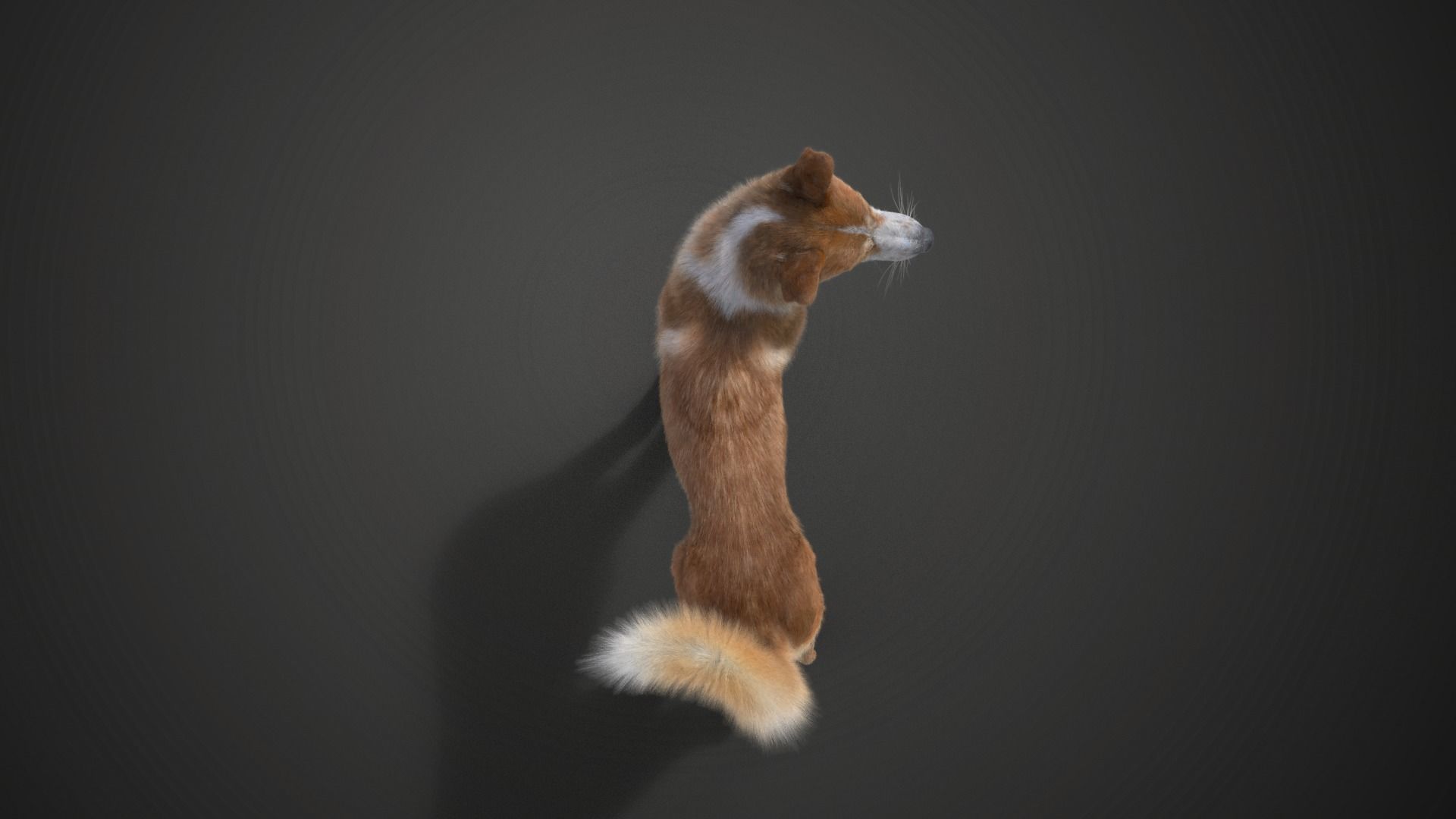 Chinese Rural Dog Animated VFX Grace 3D model_10