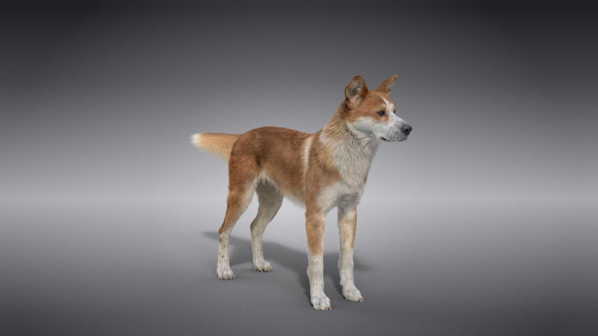 Chinese Rural Dog Animated VFX Grace 3D model_11