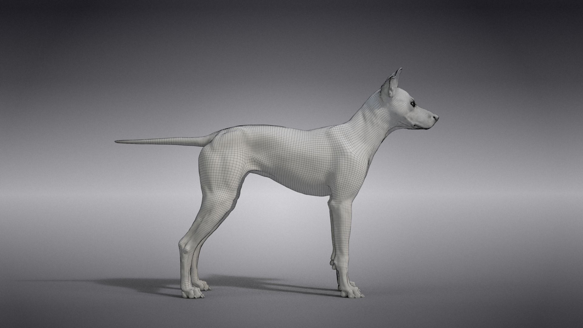 Chinese Rural Dog Animated VFX Grace 3D model_29