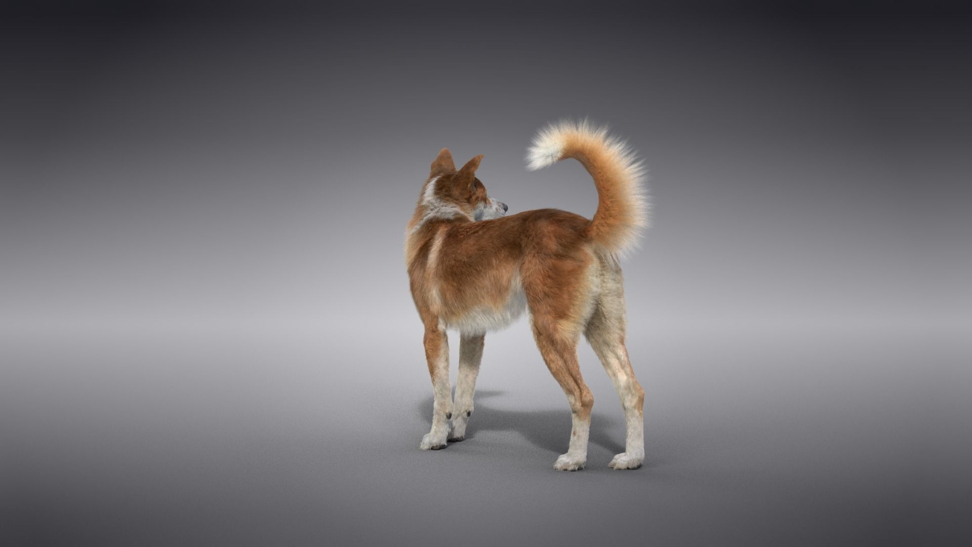 Chinese Rural Dog Animated VFX Grace 3D model_9