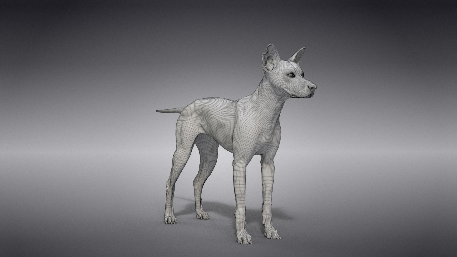 Chinese Rural Dog Animated VFX Grace 3D model_28