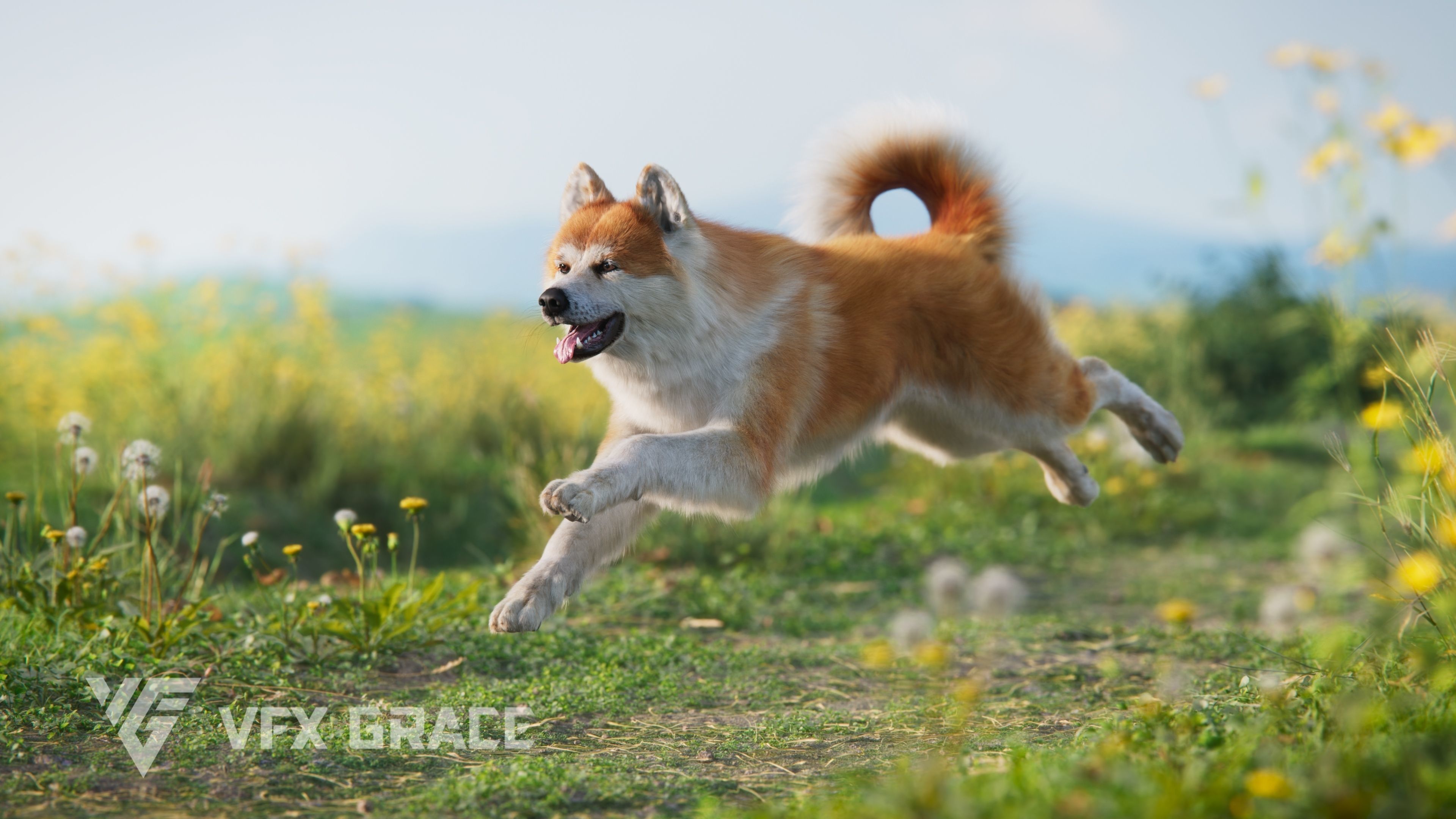 Akita Dog Animated VFX Grace 3D model_8