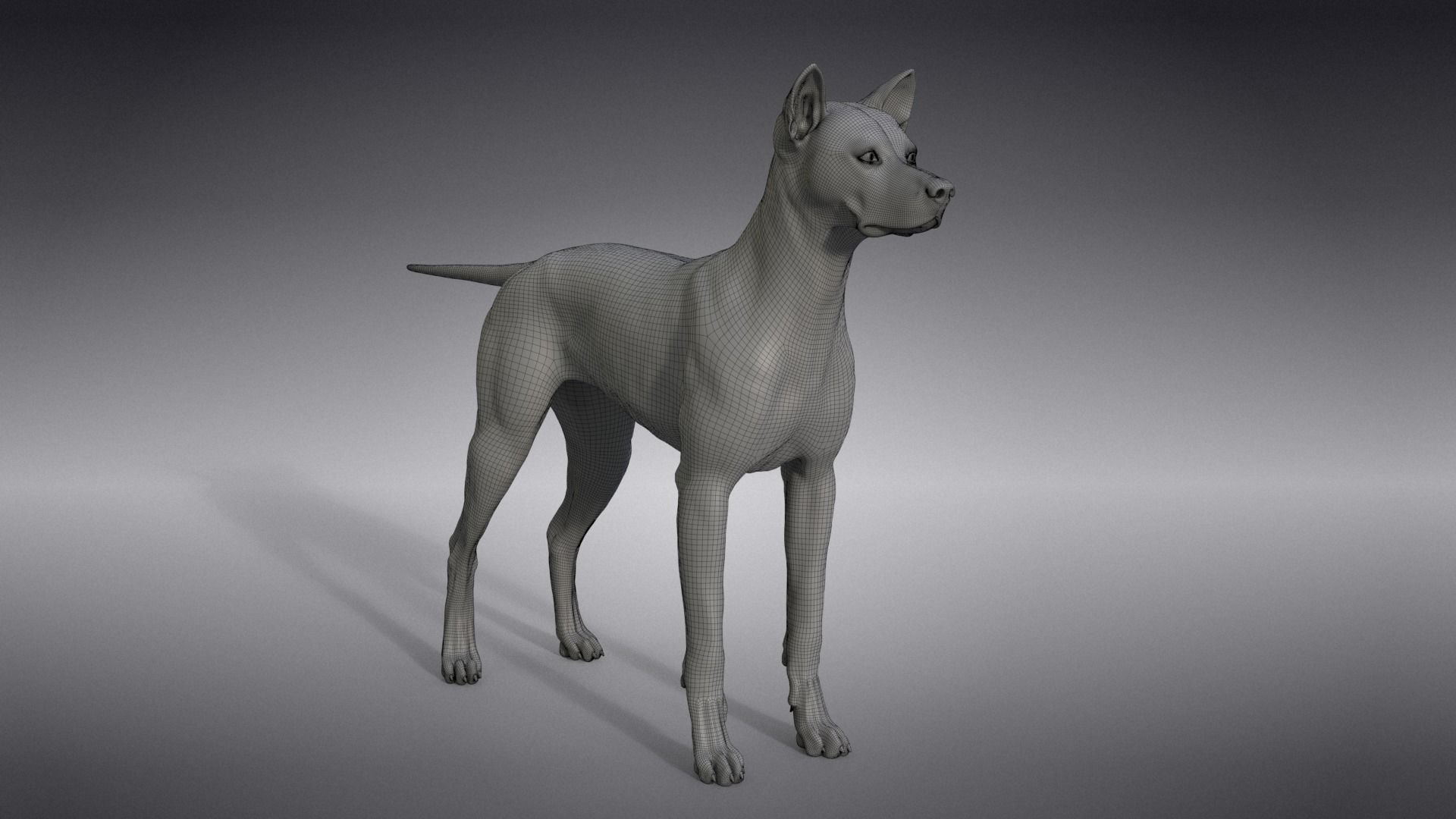Akita Dog Animated VFX Grace 3D model_34