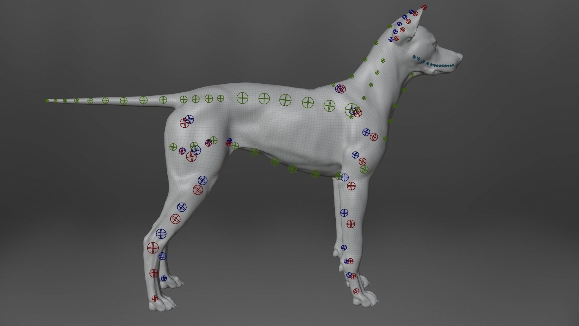 Akita Dog Animated VFX Grace 3D model_20