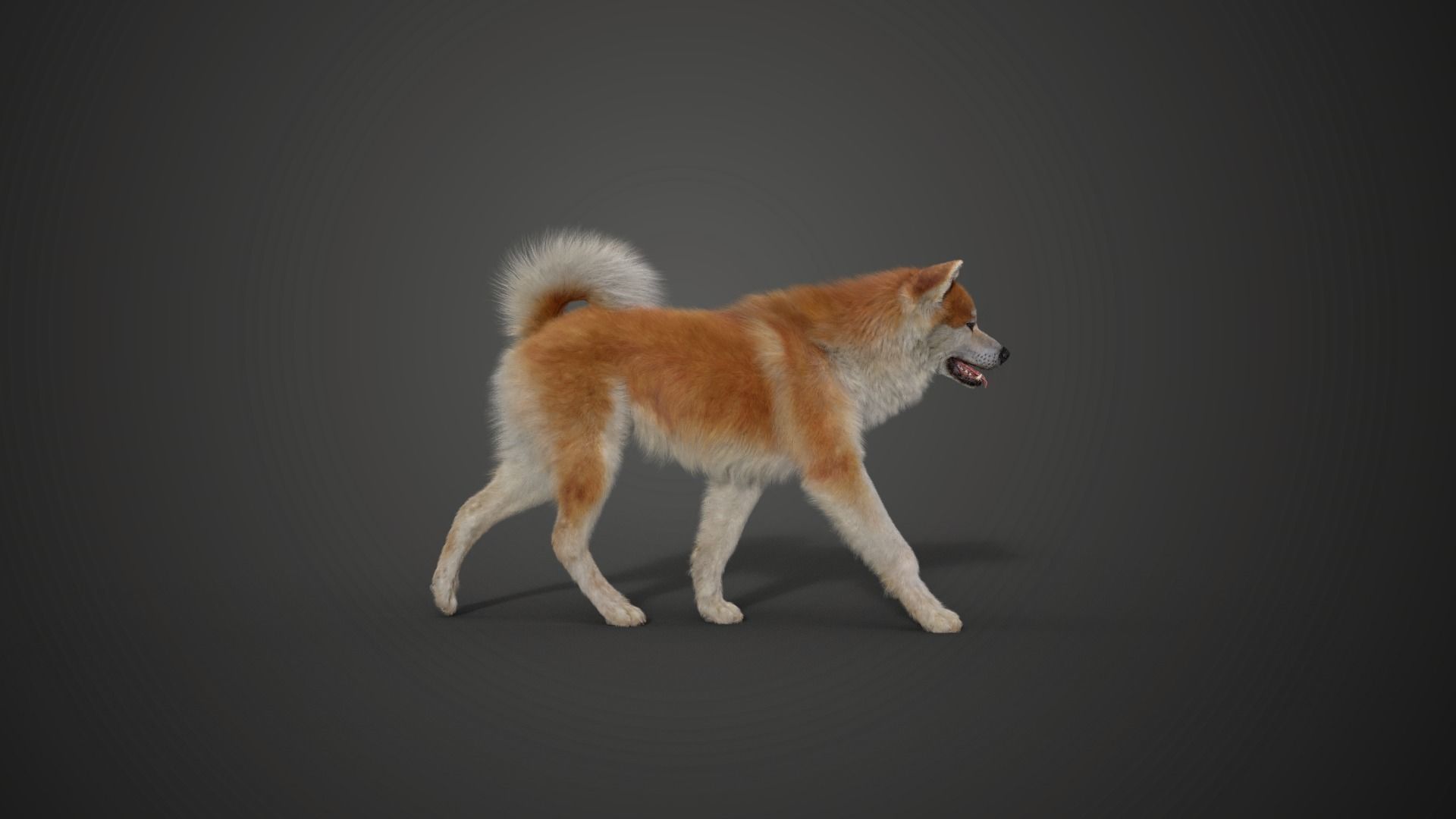 Akita Dog Animated VFX Grace 3D model_12