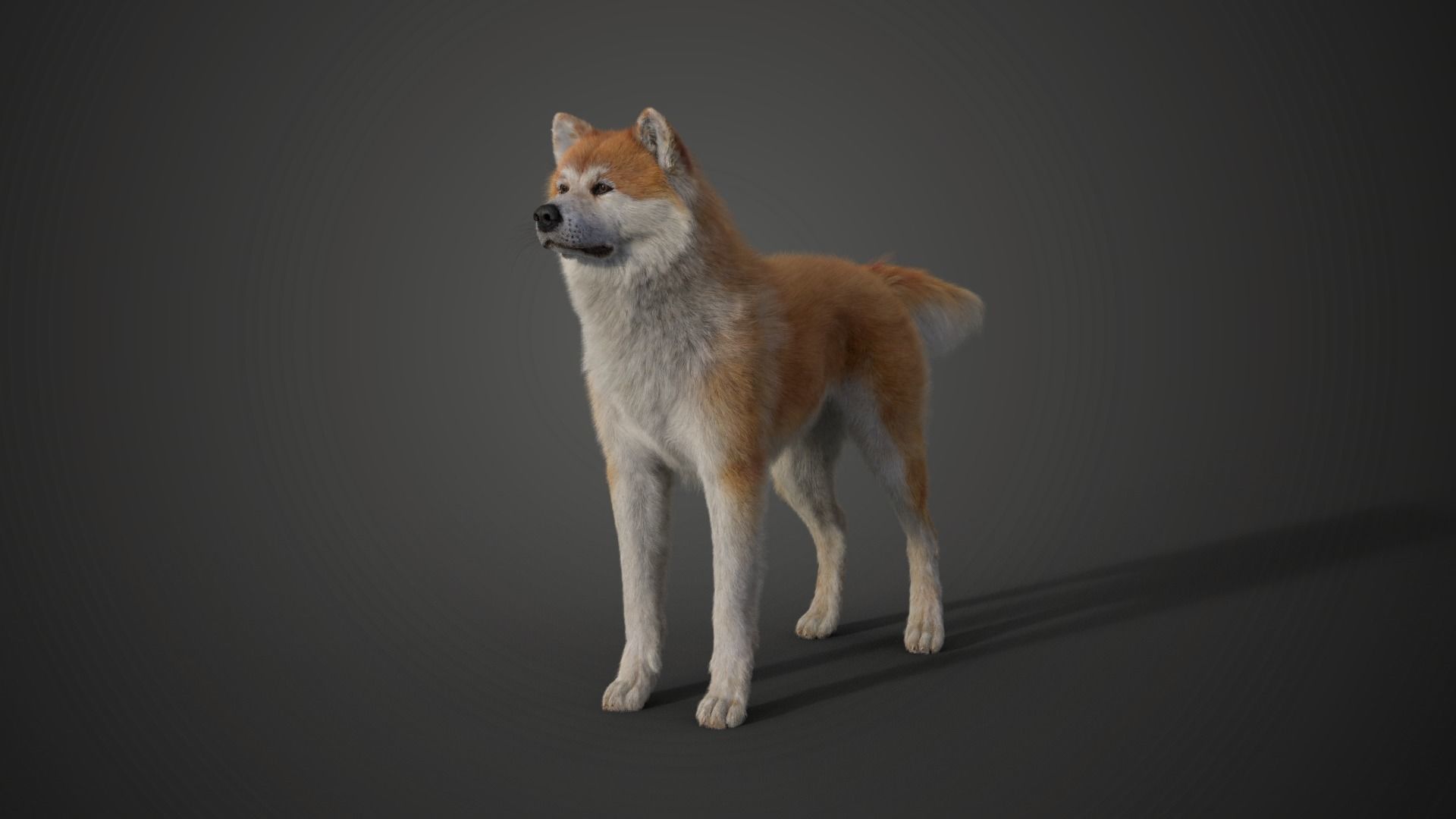 Akita Dog Animated VFX Grace 3D model_16