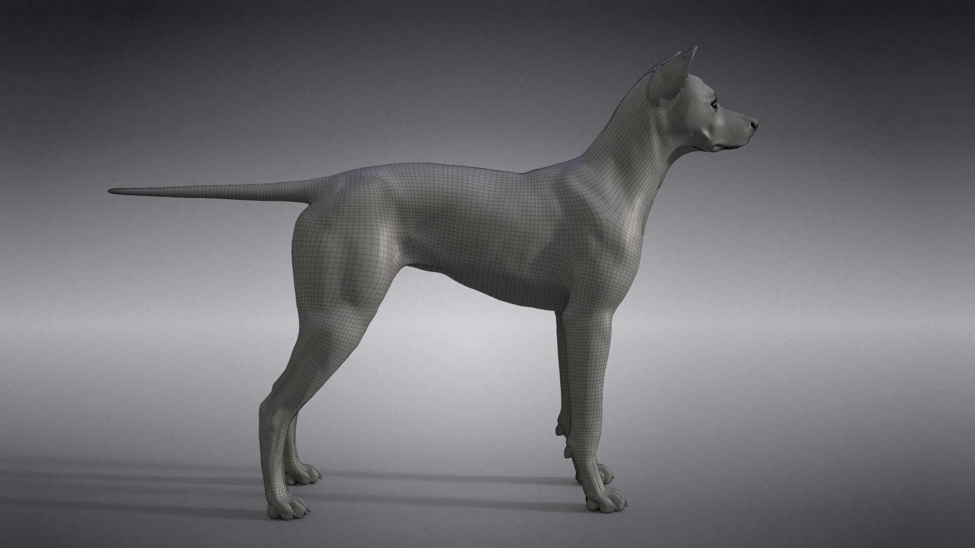 Akita Dog Animated VFX Grace 3D model_35