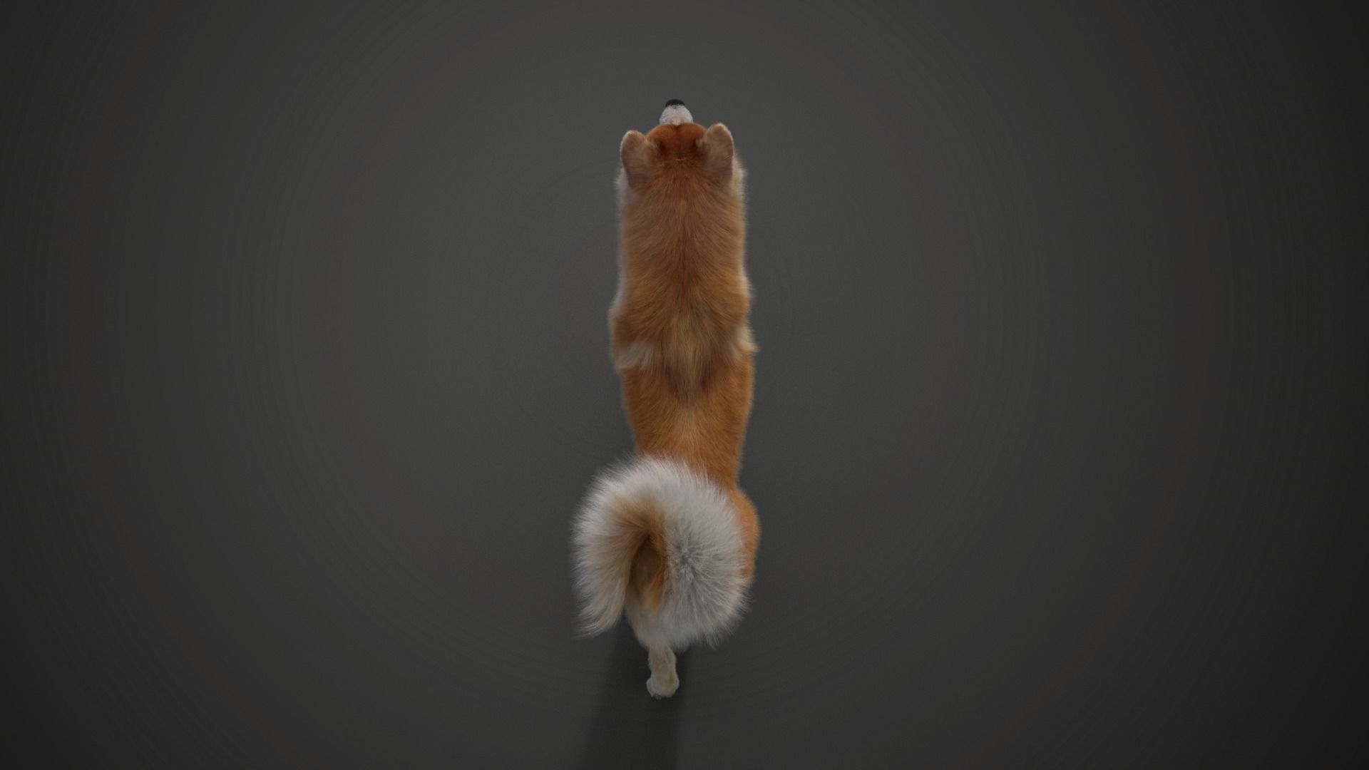 Akita Dog Animated VFX Grace 3D model_15