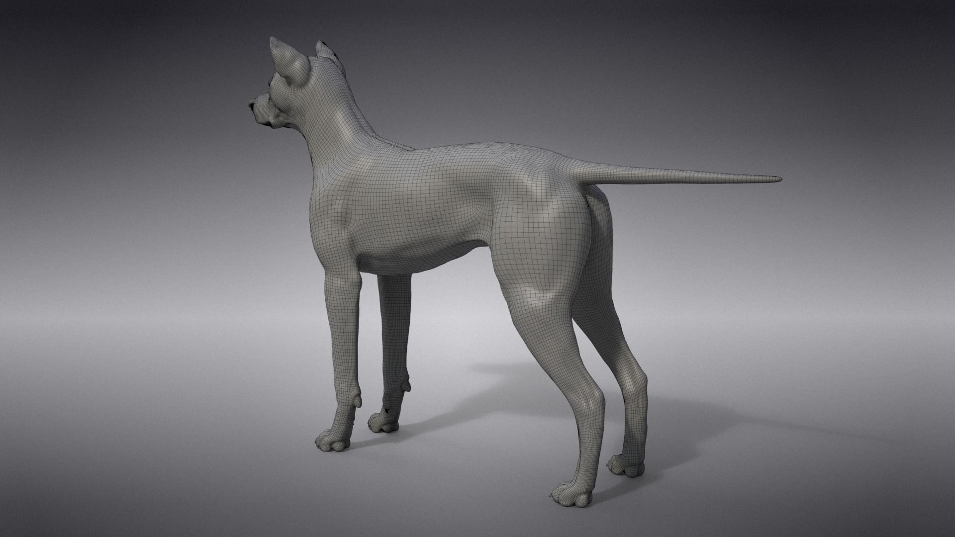 Akita Dog Animated VFX Grace 3D model_36